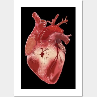 ANATOMICAL HEART Posters and Art